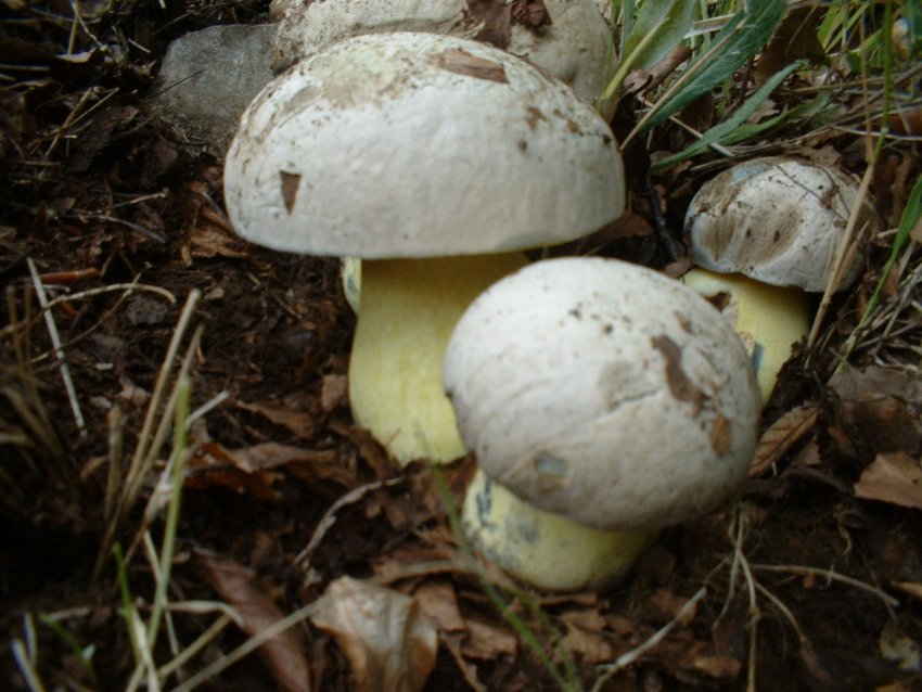 boletus radicans